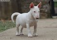 Beautiful mini bull terrier puppies for sale, with FCI pedigree.