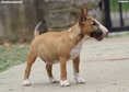 Beautiful mini bull terrier puppies for sale, with FCI pedigree.