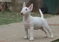 Beautiful mini bull terrier puppies for sale, with FCI pedigree.
