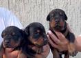 Доберман – кученца за продажба