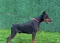 Доберман – кученца за продажба