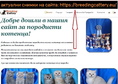 Клепоухи късокосмести котенца