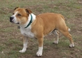 Re: Стафордшир бул териер  Staffordshire Bull Terrier 