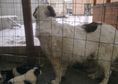 Продавам чистокръвни каракачански кученца (БОК), р...