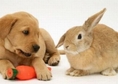Зайците като домашни любимци
