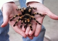 Как да си купим здрава тарантула?