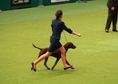 Crufts 2013