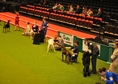 Crufts 2013