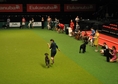 Crufts 2013