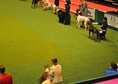 Crufts 2013