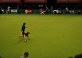 Crufts 2013