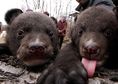 Хималайски мечета намират своя нов домНякой остави...