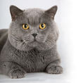 ИСТОРИЯТА на породата Британската късокосместа котка