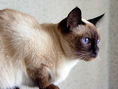 Тайска тайланска котка - за породата