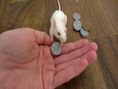 Мишка брои пари