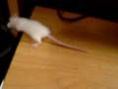 Бяла мишка видео