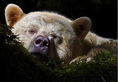 Кафява мечка албинос редки видове