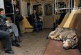 Re: Бездомни кучета използват метрото