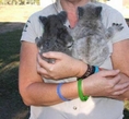 Спасени малки коали