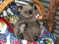Спасени малки коали