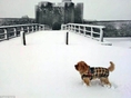 Кучетата и Зимата 
