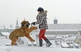 Кучетата и Зимата 