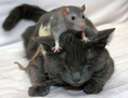 Как паразит предаван по Котките, Контролира човешкият Мозък 