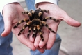 Как да си купим здрава тарантула?