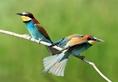 Най - красивите птици в Света