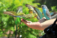 Вълнист папагал - грижи, обучение и здраве