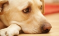 Епилепсия при кучета и котки - диагностика, грижа за любимеца и лечение 