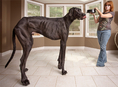 Най-високото куче в света немеския дог Зевс