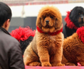 Тибетски мастиф е най-скъпото куче в света