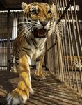В Белгия забраниха участието на диви животни в цирка