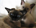 Сиамски котки - Качества и поведение