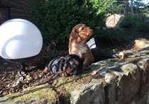 Кавалер Кинг Чарлз спаниел кученца за продажба.