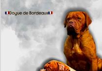 Dogue de Bordeaux Бордо Дога кученца