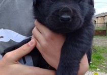 Търся грижовни стопани за черни лабрадорчета