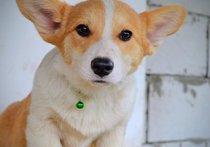 Уелски корги пембрук – Красиви кученца