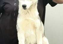 Сибирско хъски – женско кученце