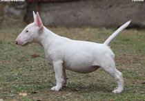 Beautiful mini bull terrier puppies for sale, with FCI pedigree.