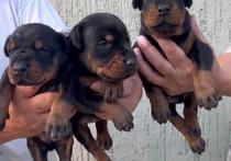 Доберман – кученца за продажба