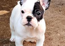 Френски булдог – красиви кученца