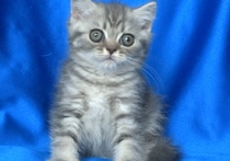 Британско късокосместо котенце