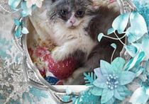 Персийски дългокосместа многоцветни принцове с ЕС паспорт микрочип ваксини обезпаразитени породисти здрави домашни любимци!