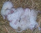Продавам кученца ЛАГОТО.Родителите са внос от Итал...