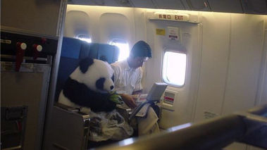 Панда мечките пътуват първа класа със самолет