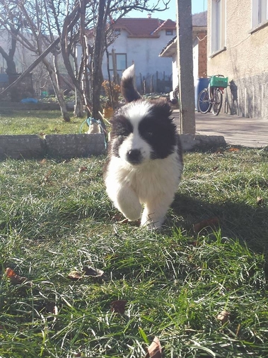 kucheto e na edin mesec chesto kreven