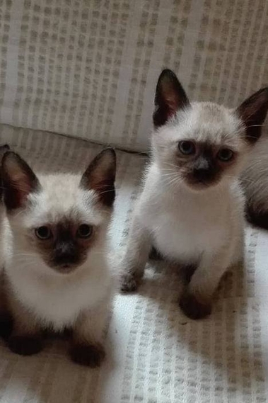 Продавам чистокръвни сиамчета.На 2,5 месеца са .Им...