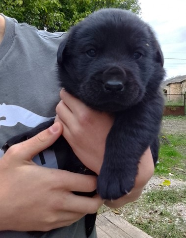 Търся грижовни стопани за черни лабрадорчета